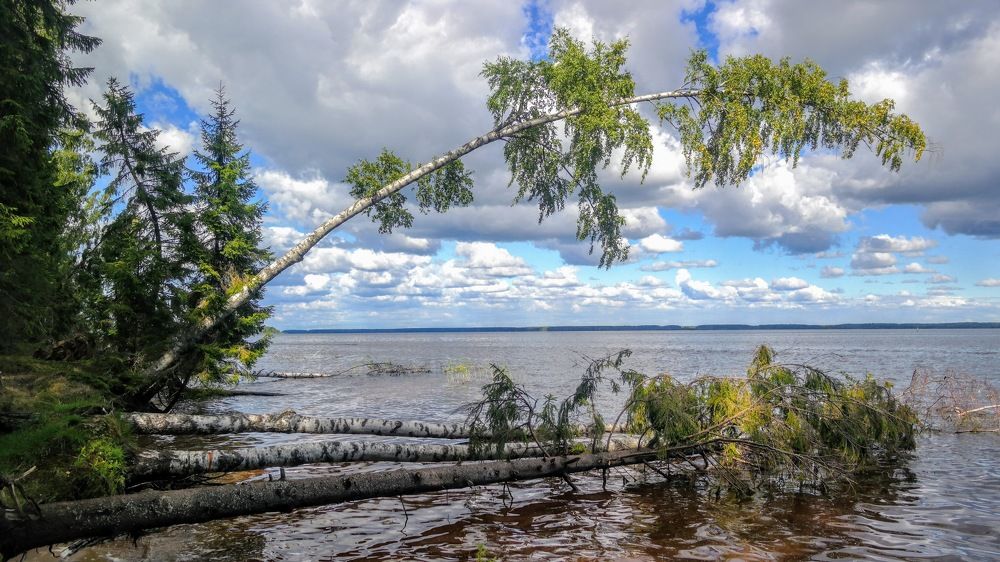 Деревья у моря