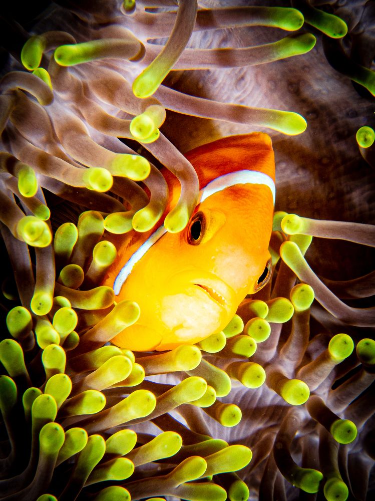 Photograph by Alexander Plakida