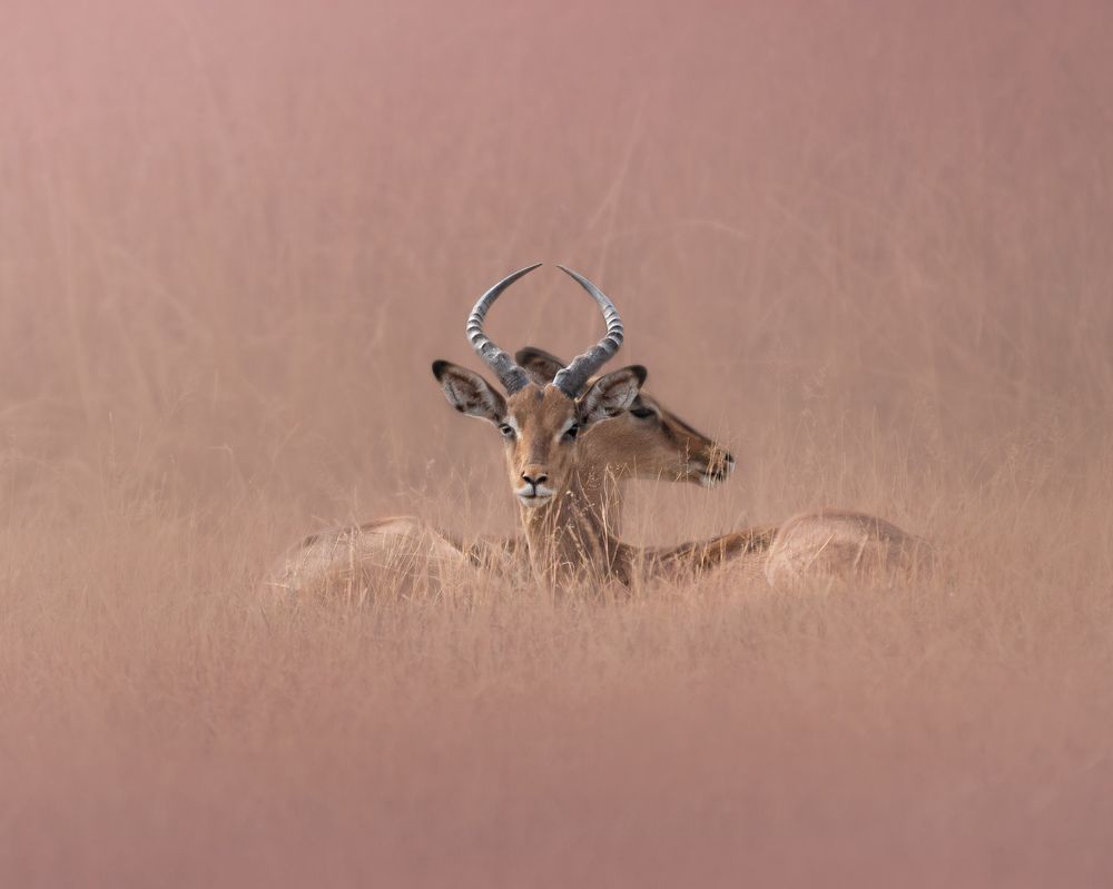 Photograph by Geri Uauy