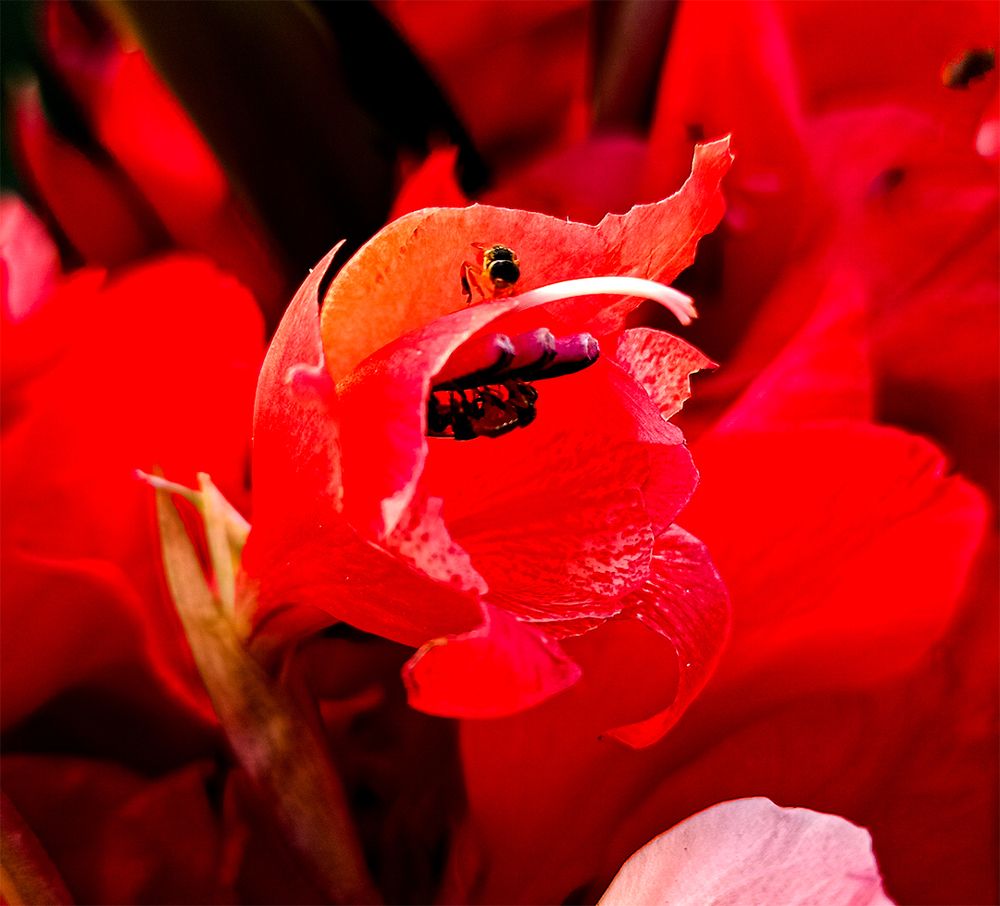 Фотография автора Javier Castillo