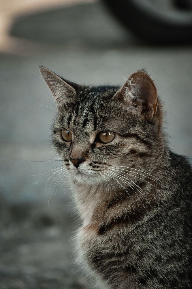 Photograph by Elvira