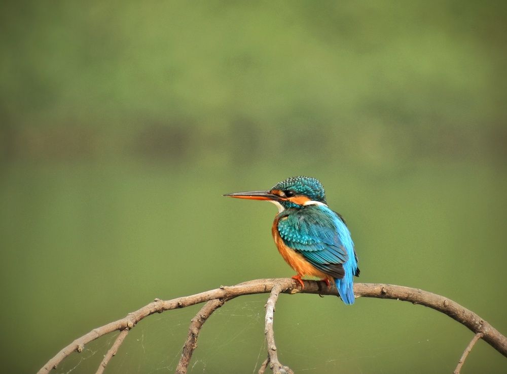 Photograph by Annwaina Deb