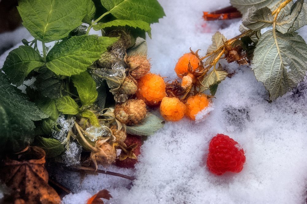 Первый снег