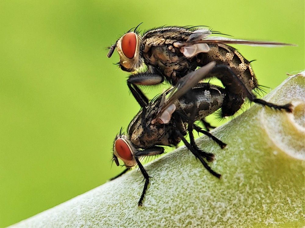 Process For New Generations