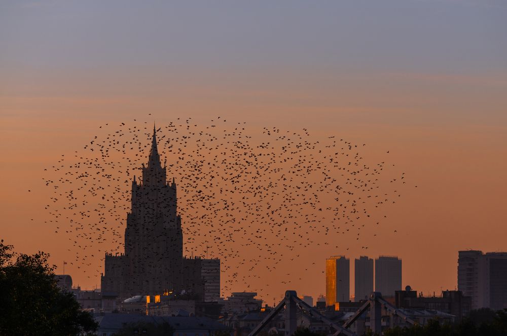 Летят на юг