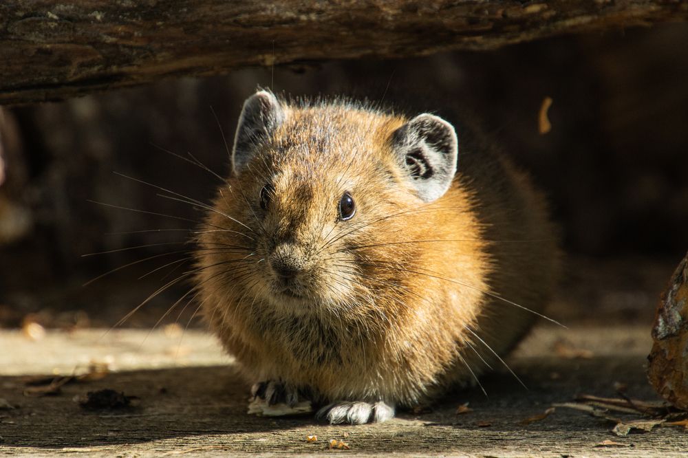 Пищуха (сеноставка)
