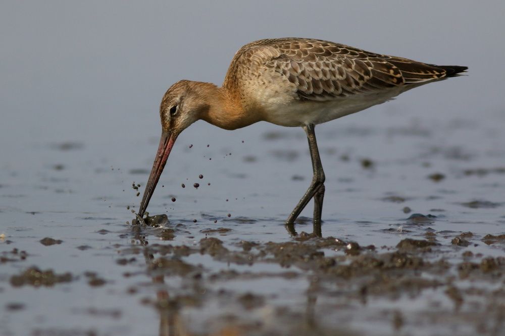 Photograph by Владимир Шебаршенко