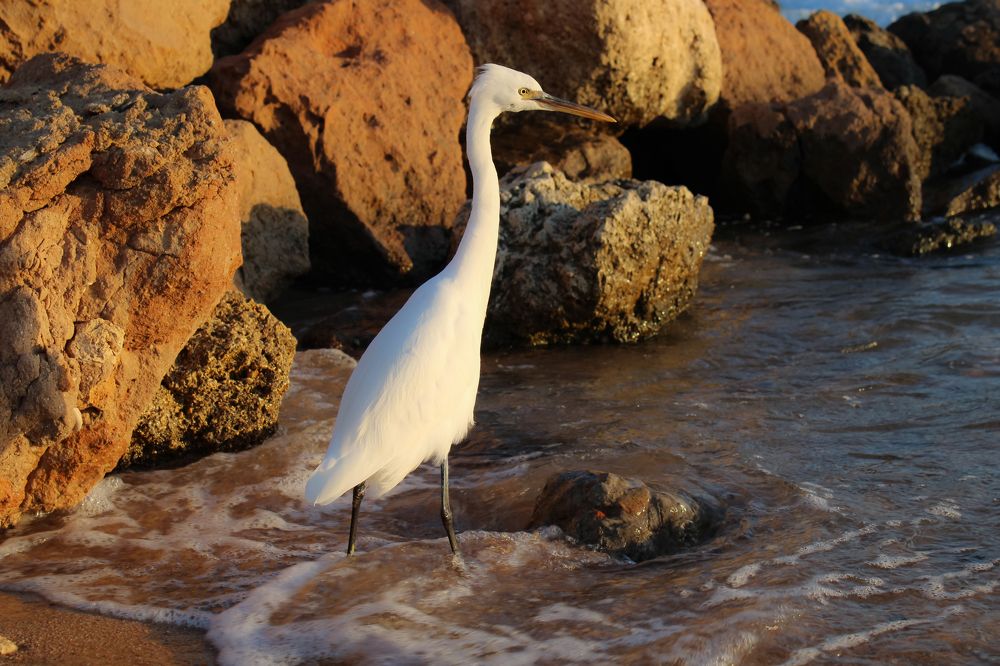 Белая цапля