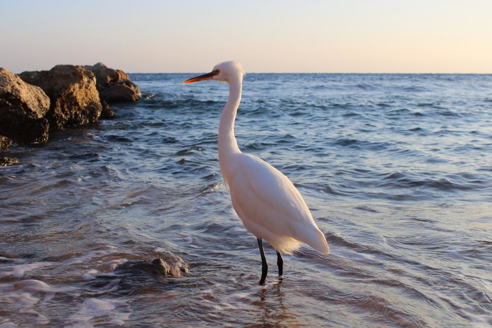 Птичка на рыбалке
