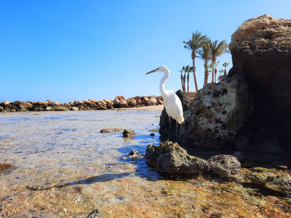 Красотка в белом