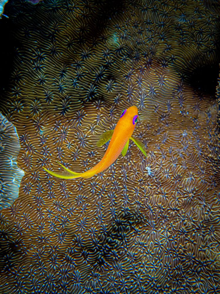 Photograph by Alexander Plakida