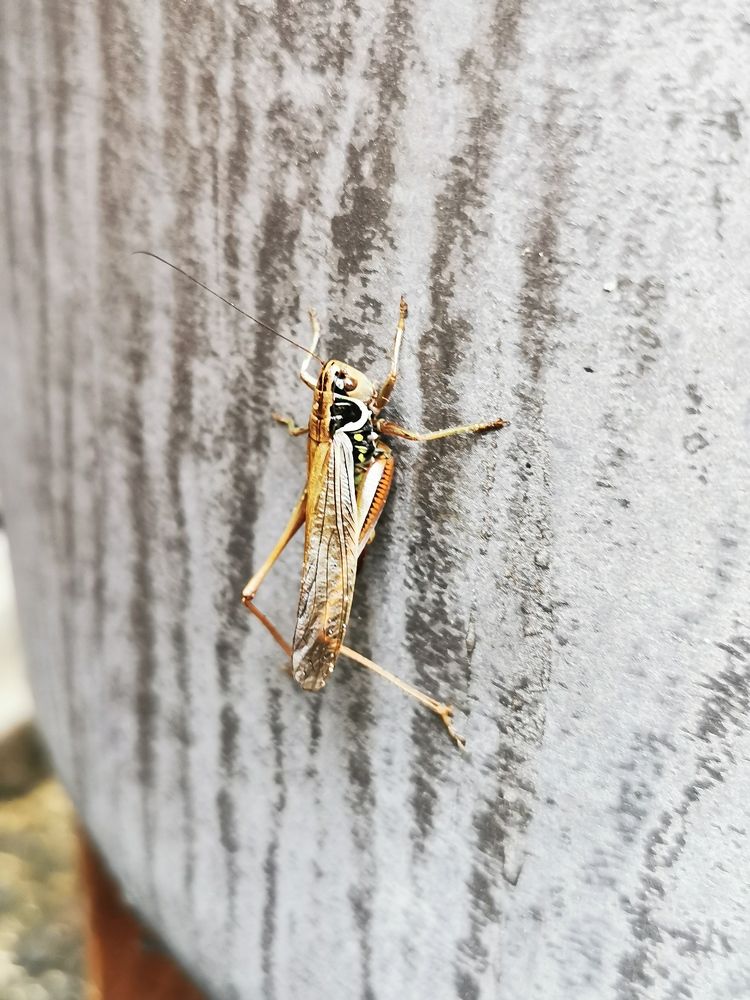 Grasshopper Jepeto