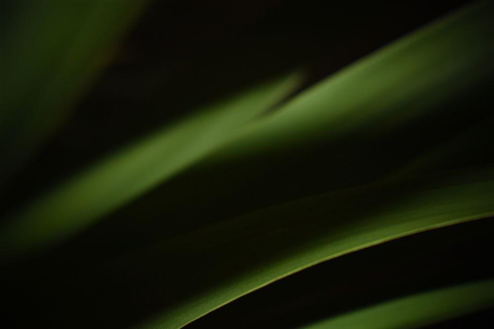 Green Vibes