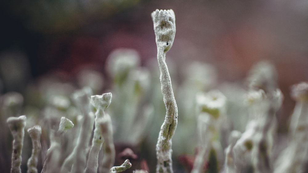 Photograph by Артемий Соловьёв