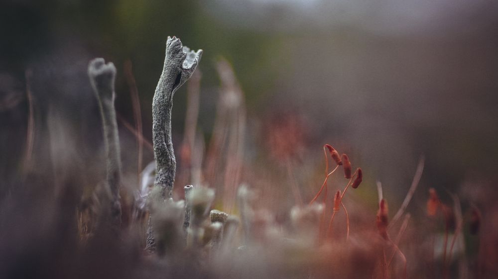 Photograph by Артемий Соловьёв