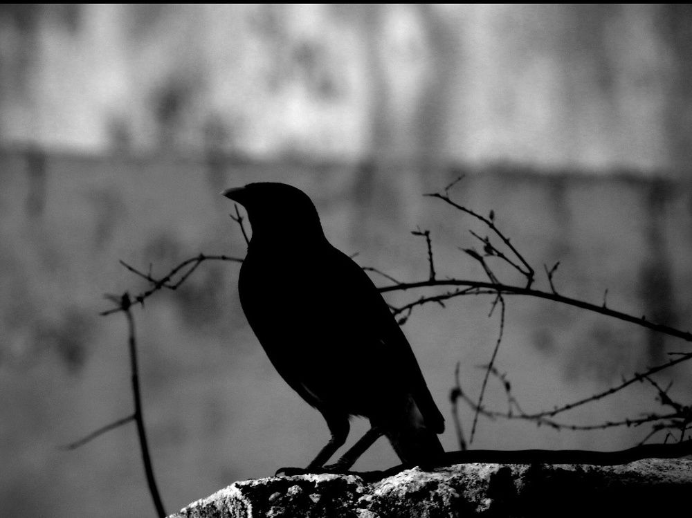 Фотография автора Suba Kumaresan