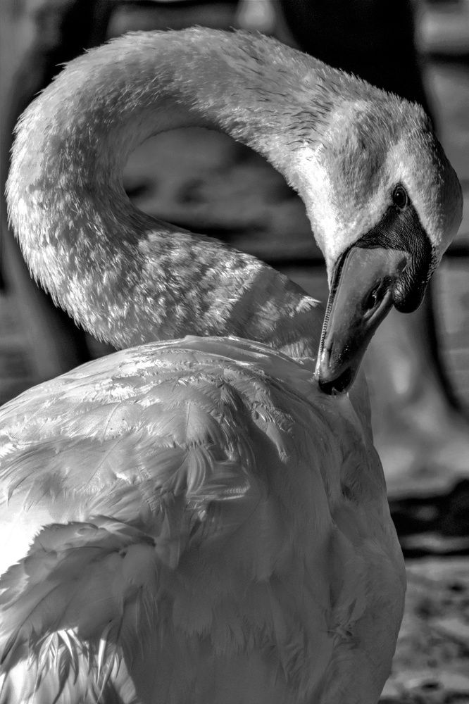 Photograph by SIMONE CIULLI