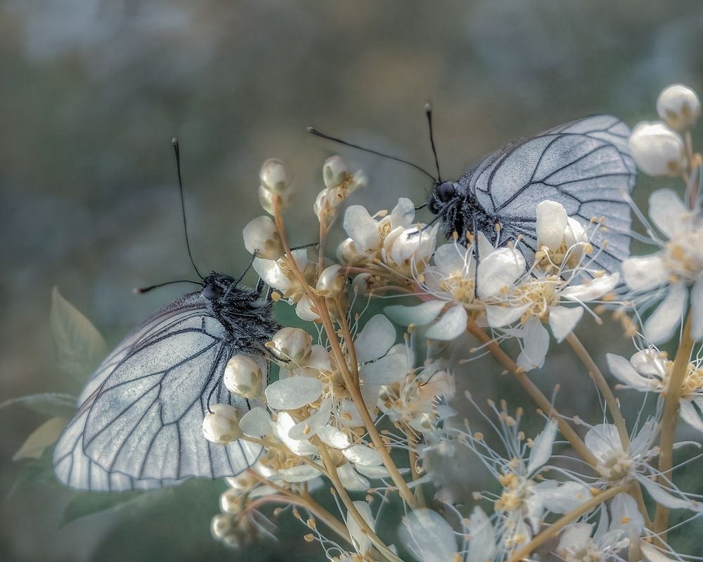 Бабочки-подружки