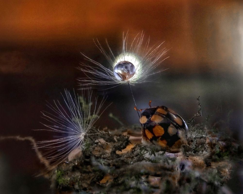 Жучок и капля на пушинке