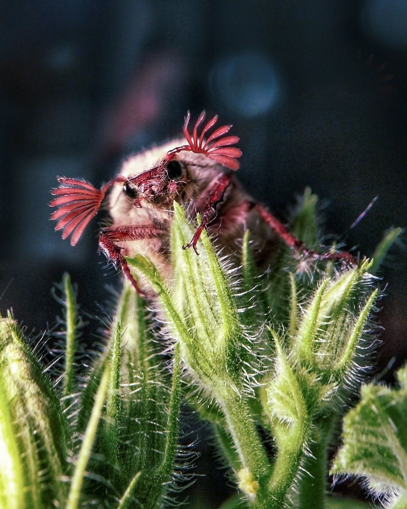 Вот так усищи!