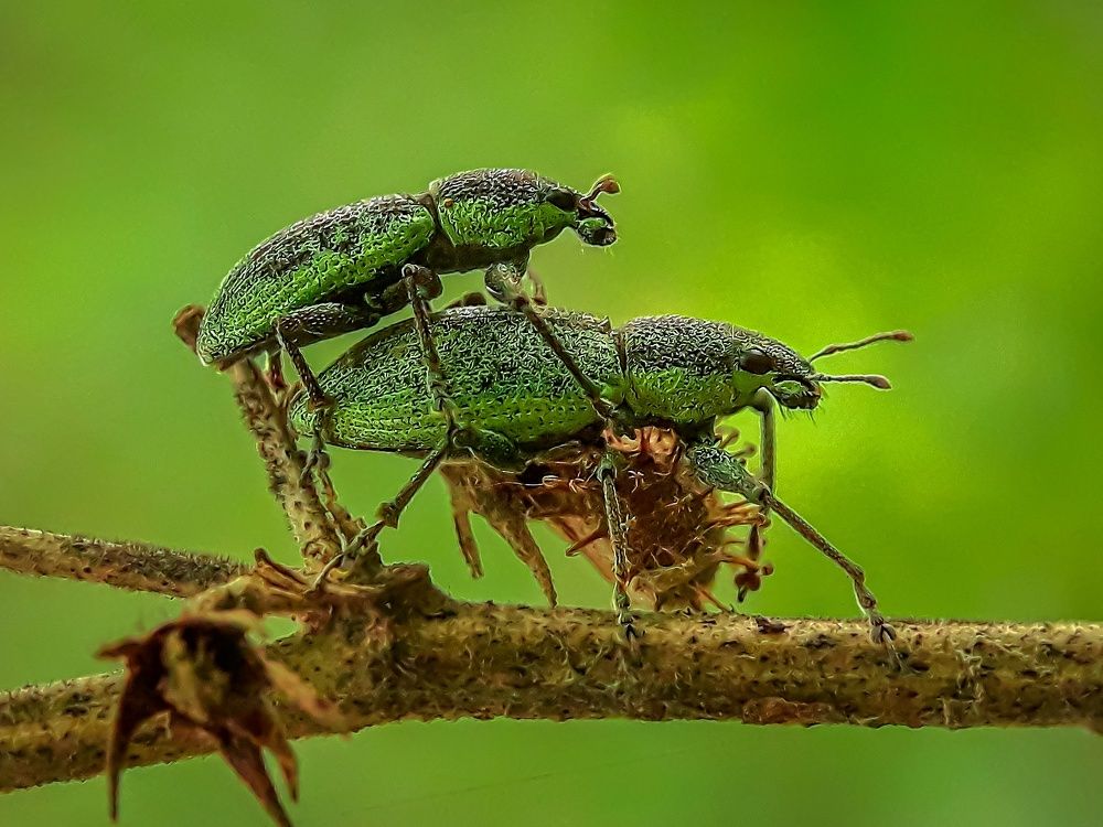 matting of Weviils on a branch of a tree