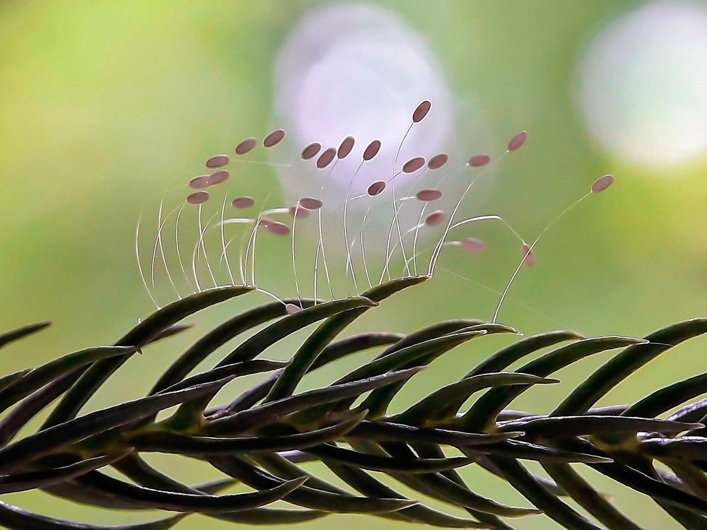 green lacewing eggs