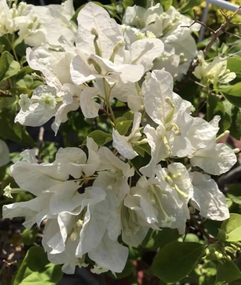 Purity of whites