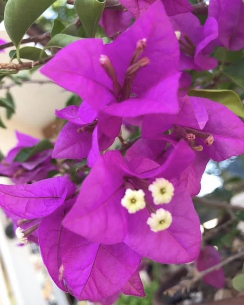 The purple flourish