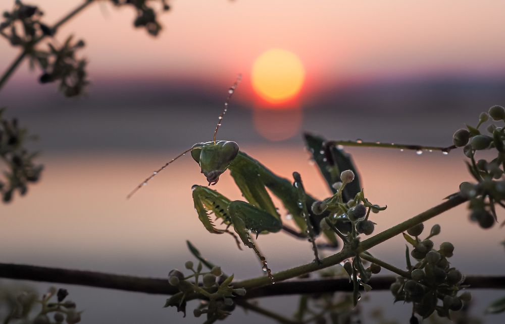 Photograph by Марина Сидоренко