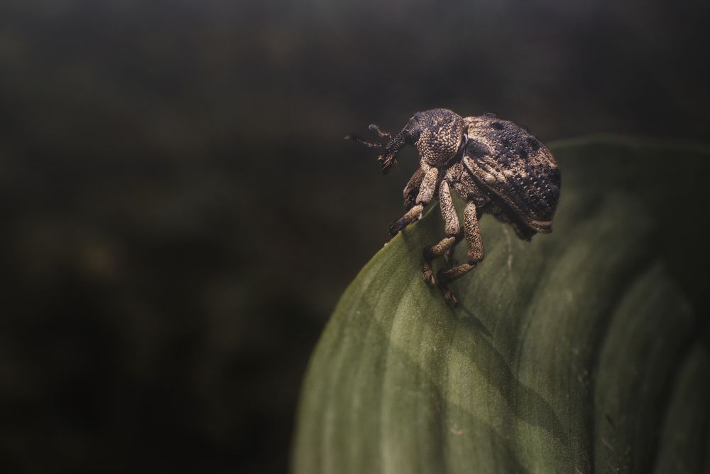 Photograph by Niranjan Baishya