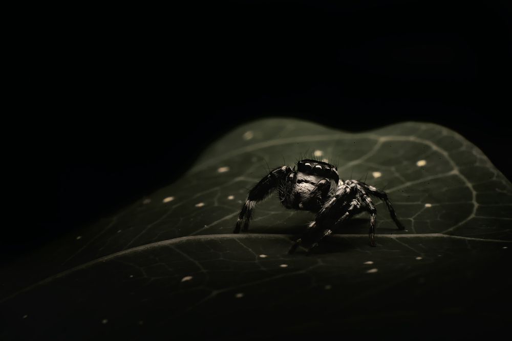 Photograph by Niranjan Baishya