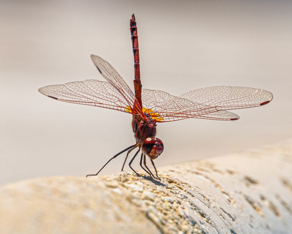 Photograph by Игорь Калинин