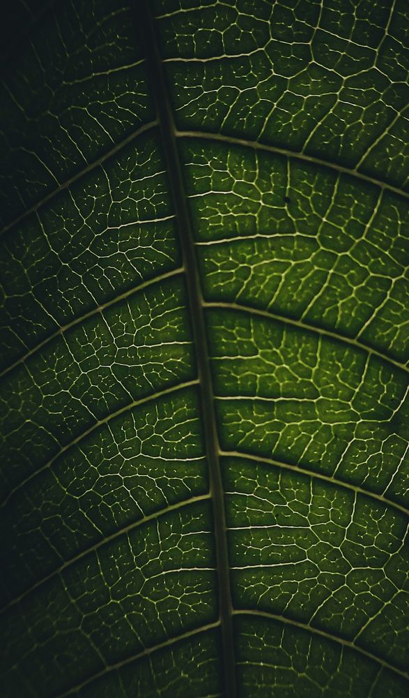 Photograph by SUBHODEEP MONDAL