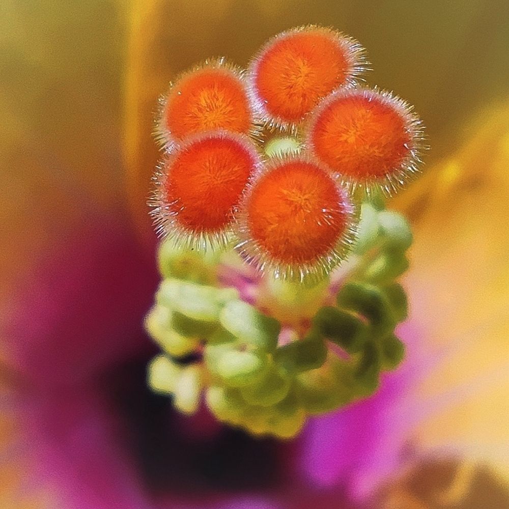 Hibiscus pollen