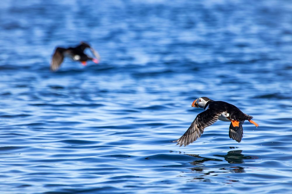 Полет тупика