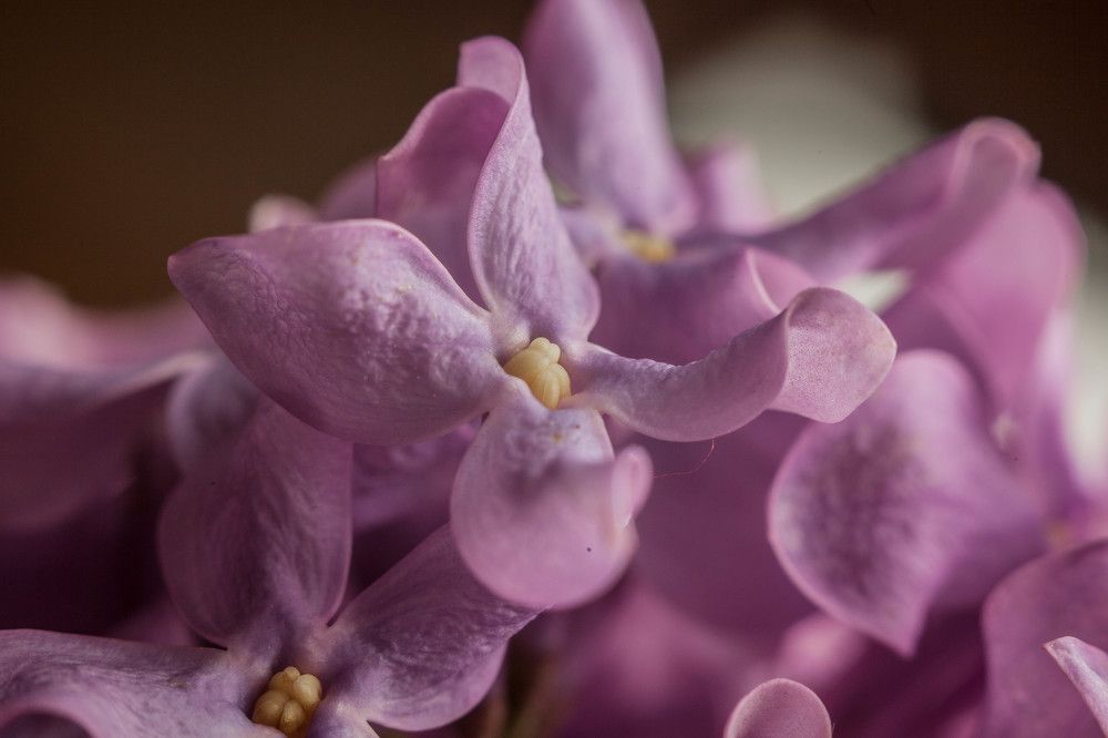 Photograph by Эльвира Сагдиева