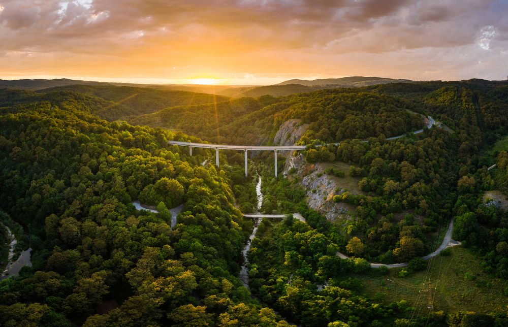 Into the magic woods