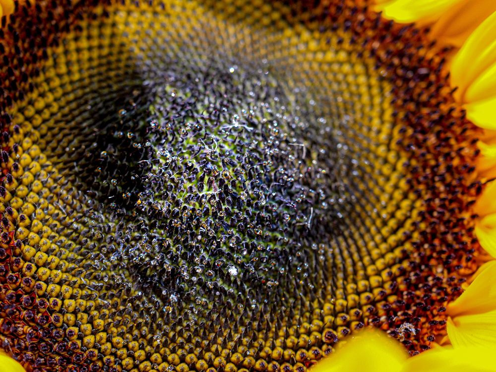 Photograph by Николай Тышкунов