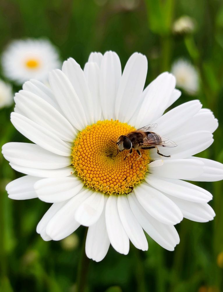 Photograph by Инна Макарчук