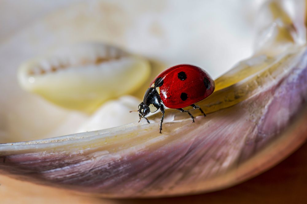 Фотография автора Ebrahim Rahiminezhad