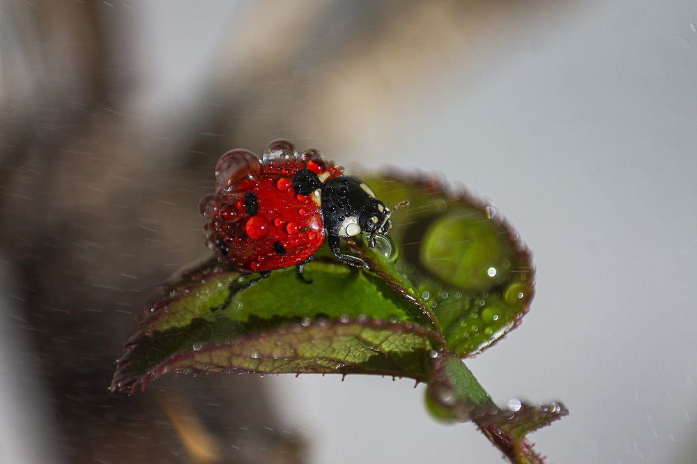 Фотография автора Ebrahim Rahiminezhad