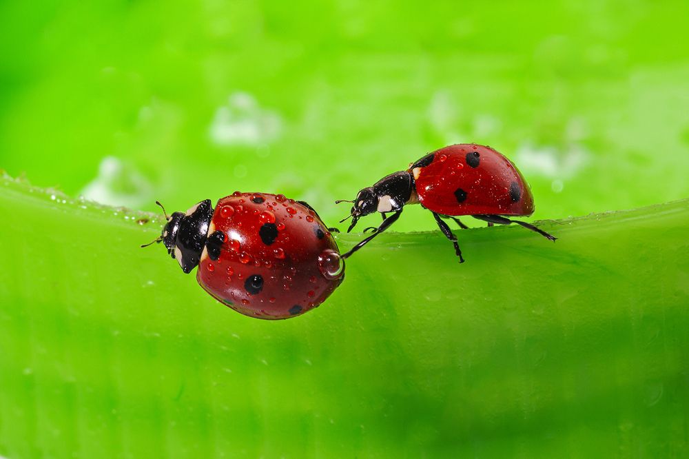 Фотография автора Ebrahim Rahiminezhad