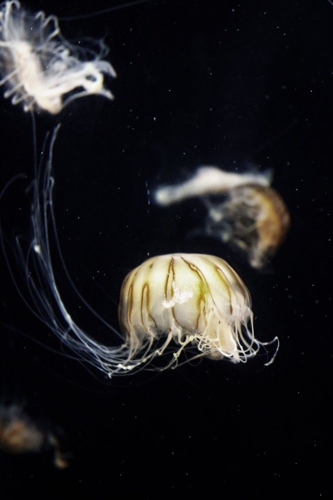 Медуза в космосе