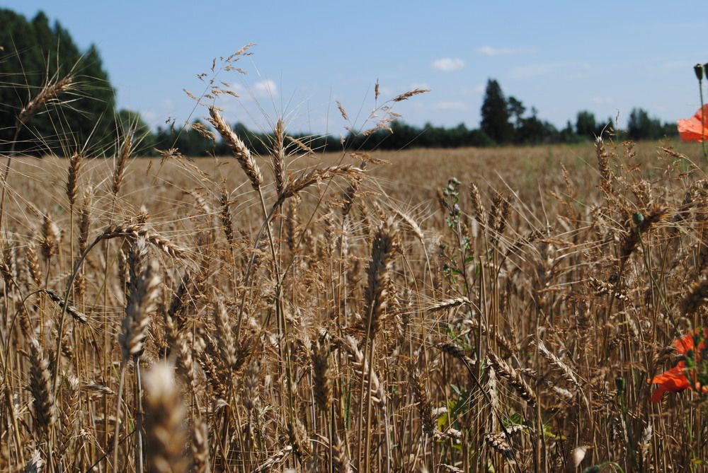 Photograph by ILONA JANUŠYTĖ