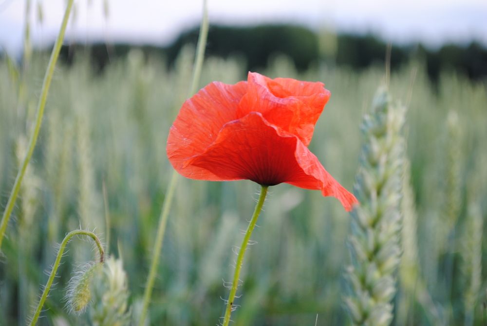 Photograph by ILONA JANUŠYTĖ