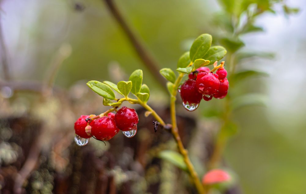 Ягоды Севера!!!