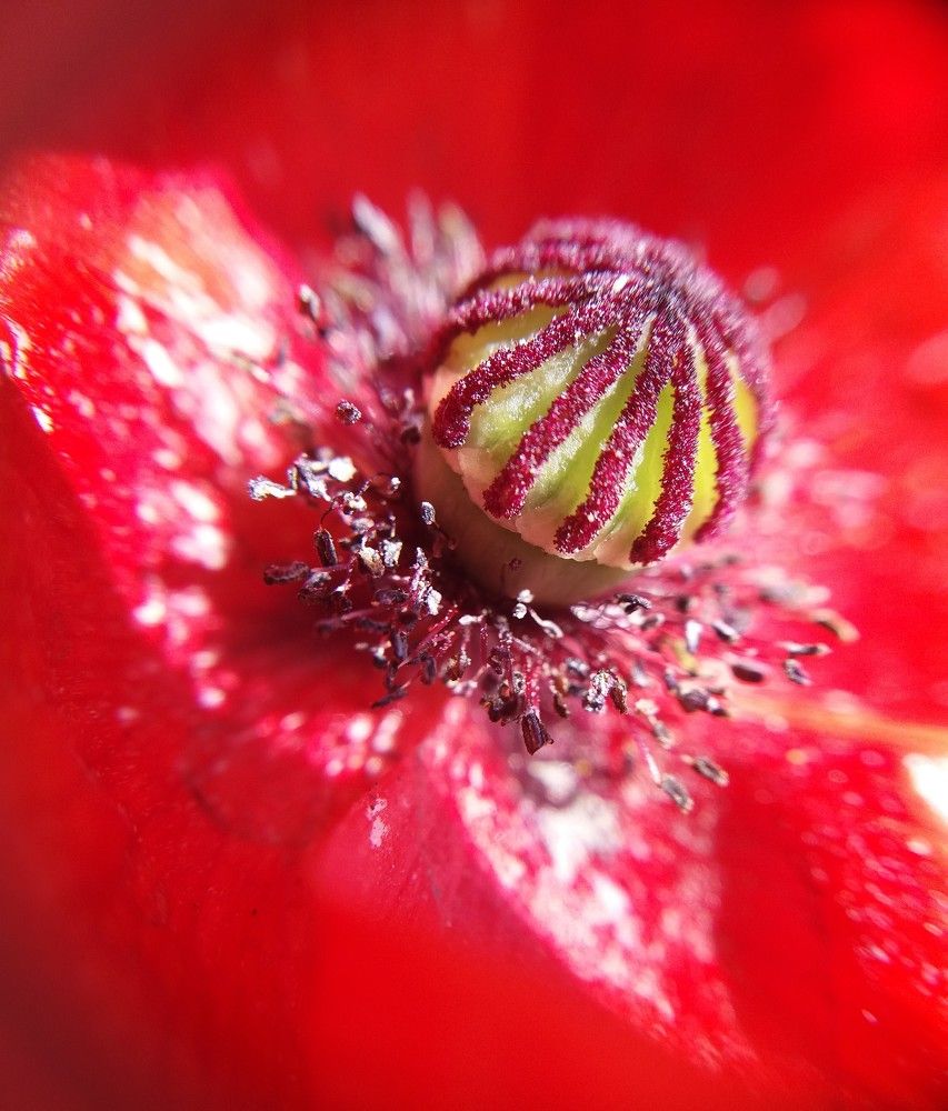 Photograph by Kapil Singh