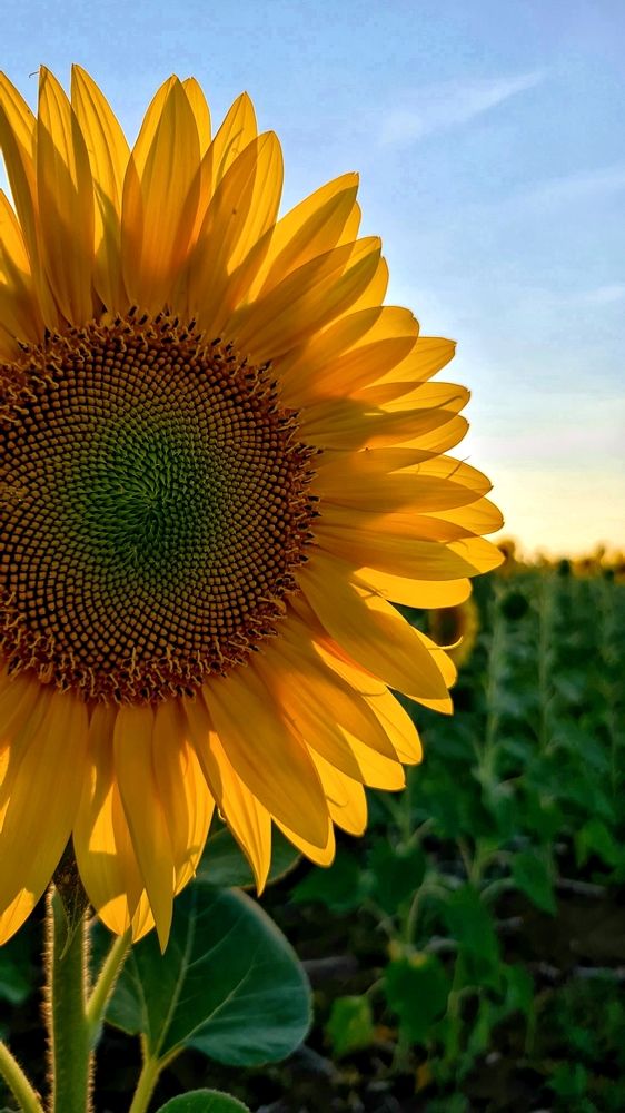 Photograph by Половова Ирина