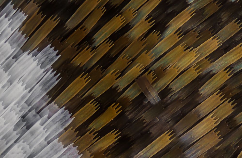 Esquemas alas de mariposa