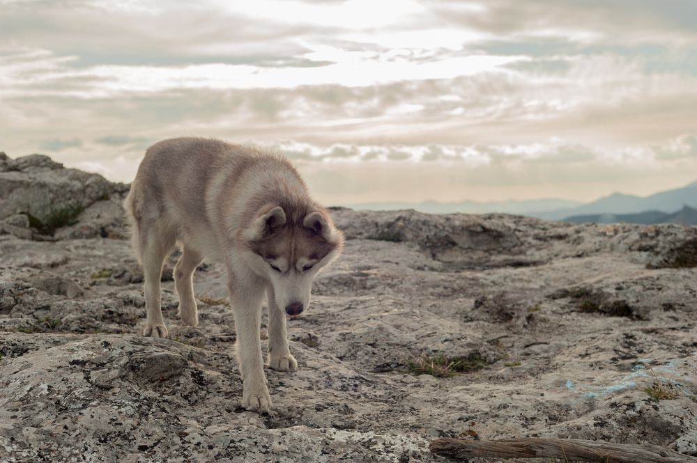 Акелла промахнулся